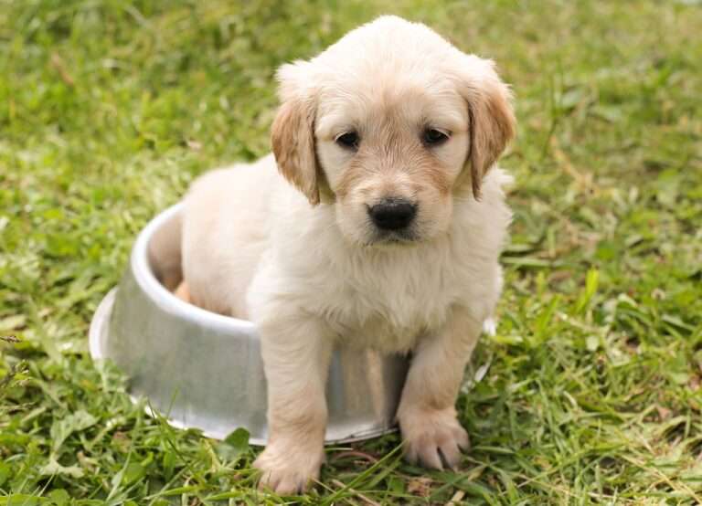 puppy, golden retriever, dog, nature, young, pet, animal, meadow, grass, purebred dog, canine, dog portrait, domestic, domestic dog, dog bowl, puppy, dog, dog, dog, dog, dog