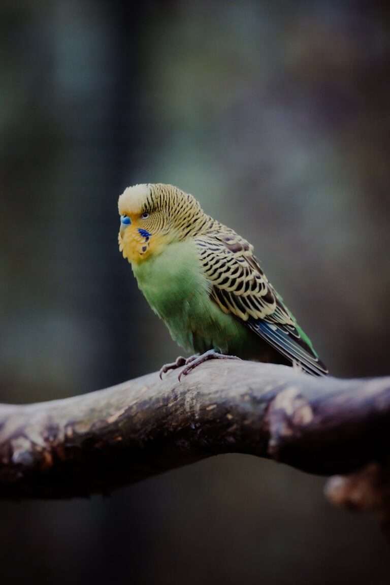 Close-up of a vibrant budgerigar perched outdoors on a tree branch in natural setting.