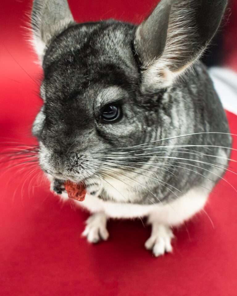 Cute chinchilla eating a snack, captured in a close-up shot with vibrant red background.