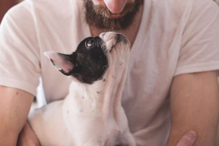 animals, dogs, friendship, pets, eyes, muzzle, adorable, miniature, man, male, people, owner, love, love wallpaper, dogs, dogs, nature, dogs, friendship, friendship, friendship, friendship, friendship, pets, pets, pets, pets, people, people, people