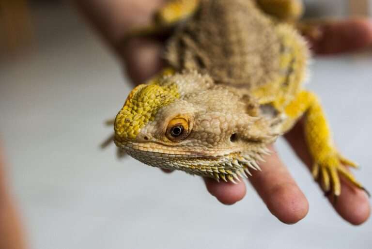 bearded agama, agama, bearded, beach, terrarium, animal, head, photo, nature, eye, nostrils, flaky