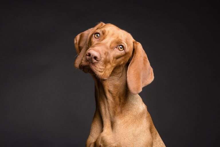dog, pet, canine, animal, fur, nature, snout, ears, mammal, dog portrait, animal world, dog, dog, dog, dog, dog