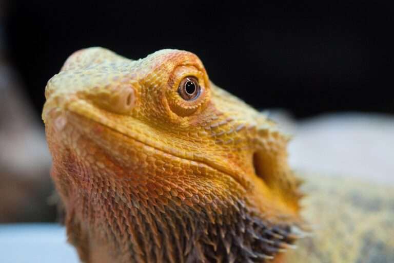 lizard, pet, bearded dragon, dragon, scaly, exotic, reptile, animal, nature, bearded dragon, bearded dragon, bearded dragon, bearded dragon, bearded dragon