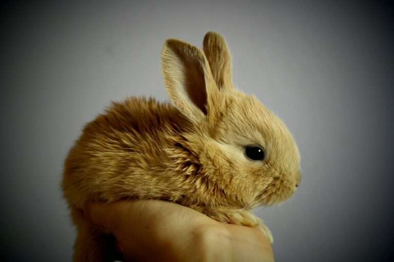 rabbit, bunny, pet, young rabbit, baby rabbit, animal, cute, adorable, portrait, nature, rabbit, rabbit, rabbit, rabbit, rabbit, bunny, bunny