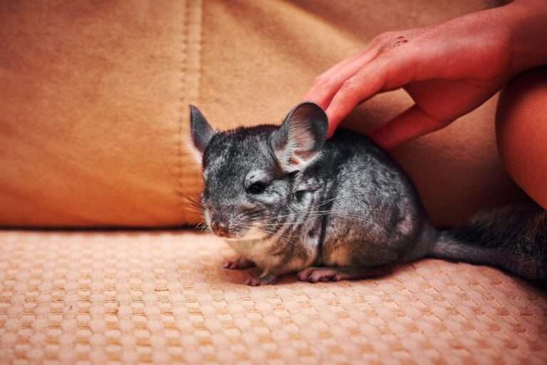 Close-up of a gray chinchilla being gently petted indoors, capturing its soft fur texture.