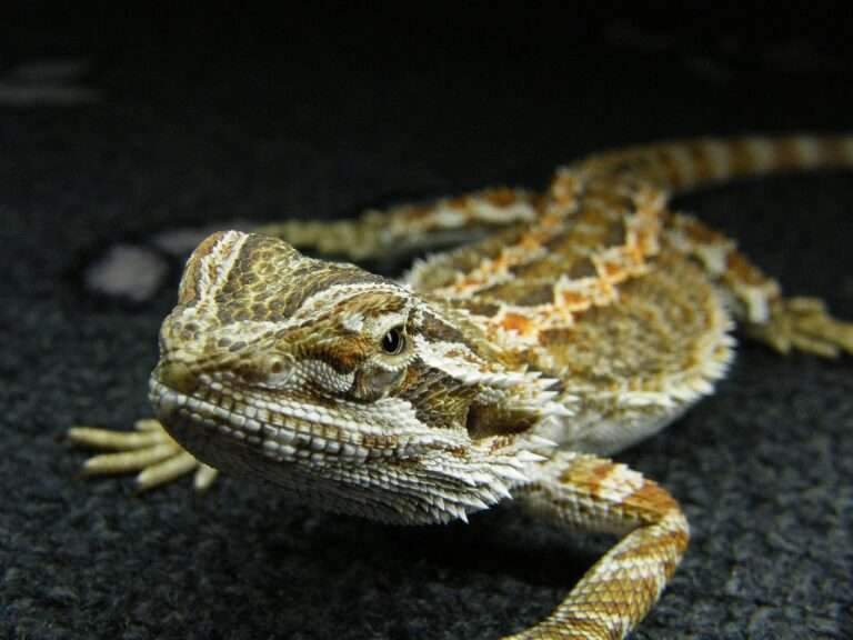 agama, lizard, nature, beach, animal, creature, iguana, life, calculus, reptiles