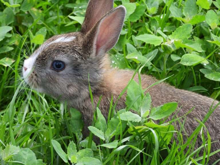 rabbit miniature, mammal, animal, trusia, grass, nature, spring, pretty, fur, ears, bunny, figure, rodent, uszatki