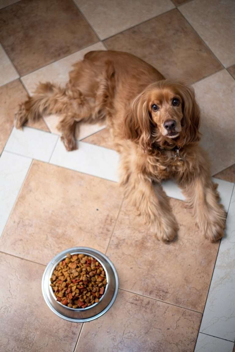 english cocker spaniel, dog, puppy, dog food, pedigree, bowl, pet, pup, young dog, animal, domestic dog, purebred, furry, canine, mammal, friend, cute, adorable, floor, portrait, dog food, dog food, nature, dog food, dog food, dog food