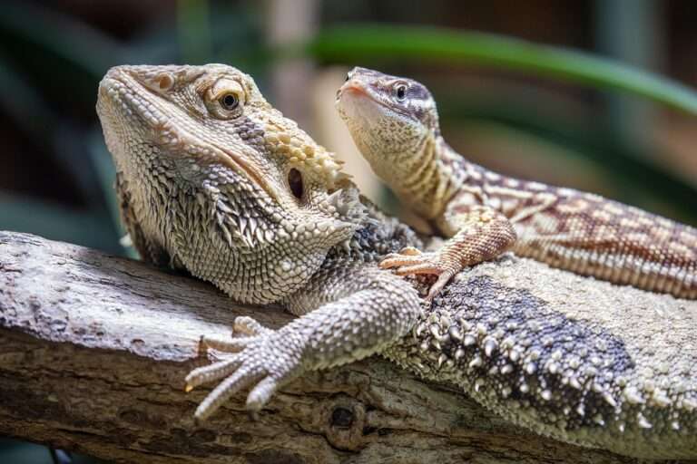 bearded dragon, lizards, zoo, animals, reptiles, wildlife, nature, closeup, bearded dragon, bearded dragon, bearded dragon, bearded dragon, bearded dragon