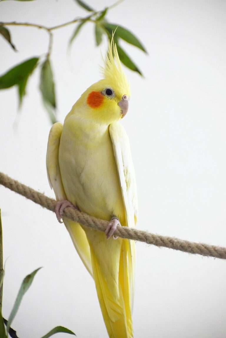 bird, parrot, ornithology, species, fauna, nature, avian, animal, cockatiel, weiro bird, parrot, cockatiel, cockatiel, cockatiel, cockatiel, cockatiel