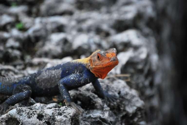 common agama, lizard, animal, agama agama, nature, red-headed rock agama, rainbow agama, reptile, wildlife, rock, fauna, closeup, macro