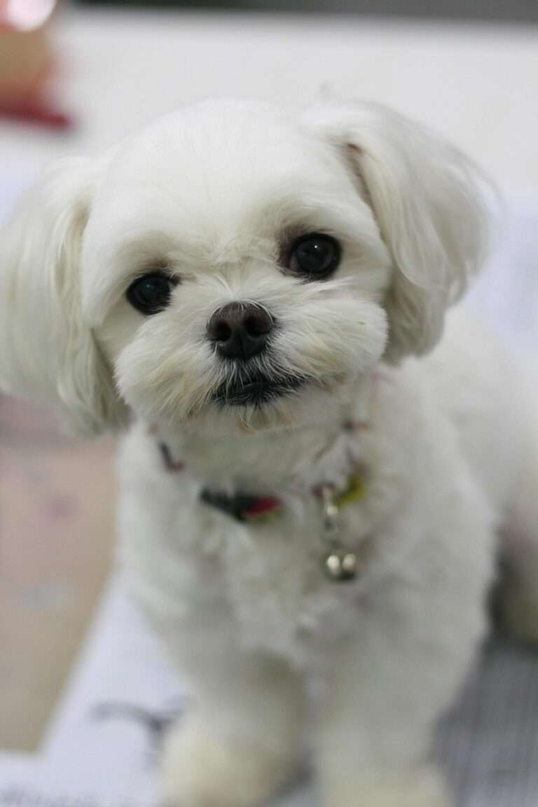 dog, puppy, maltese, pet, nature, cute, animal, maltese, maltese, maltese, maltese, maltese