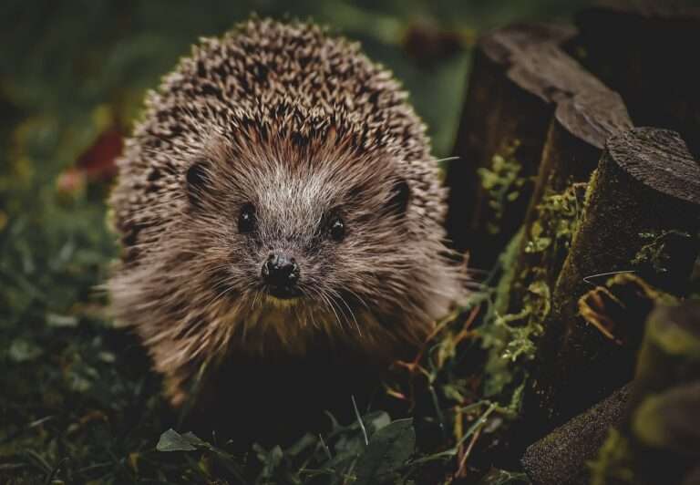 hedgehog, animal, spur, nature, mammal, prickly, cute, the world of animals, nocturnal, hedgehog, hedgehog, hedgehog, hedgehog, hedgehog, animal