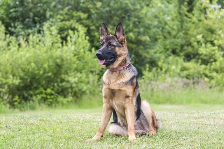 german shepherd, dog, canine, shepherd, nature, pet, shepherd dog, animal, german shepherd, german shepherd, german shepherd, german shepherd, german shepherd