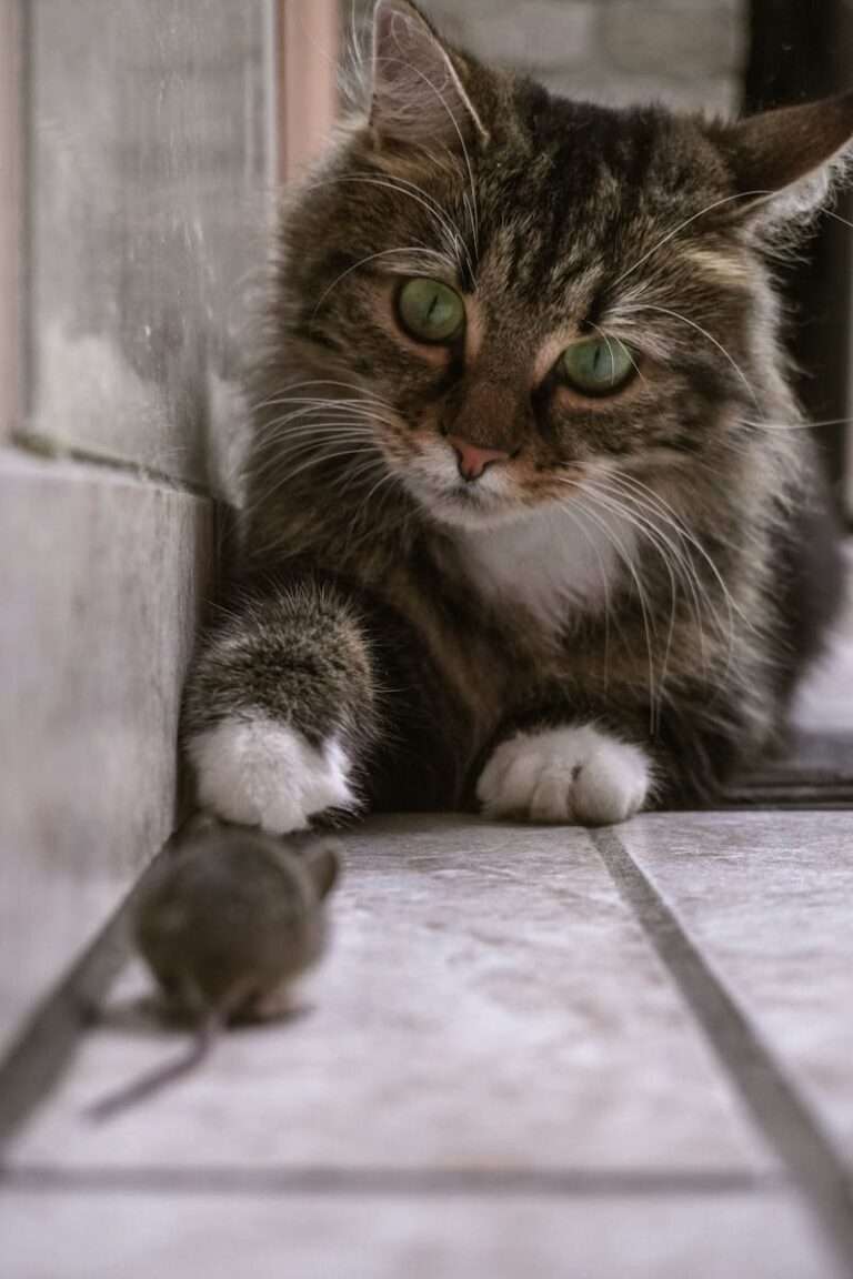 Fluffy domestic cat playfully observing a small mouse along a tiled floor indoors.