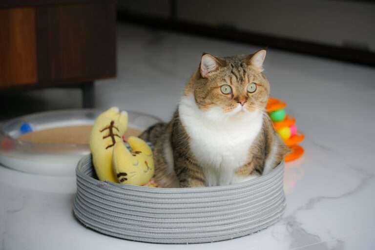 brown and white cat on white ceramic plate