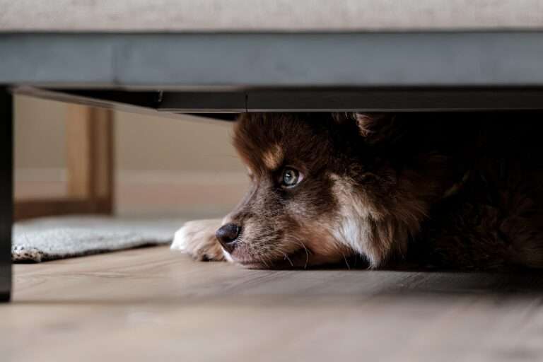 finnish lapphund, dog, puppy, nature, lapphund, pet, animal, young dog, domestic dog, canine, mammal, portrait, cute, dog, dog, dog, dog, dog, puppy, puppy