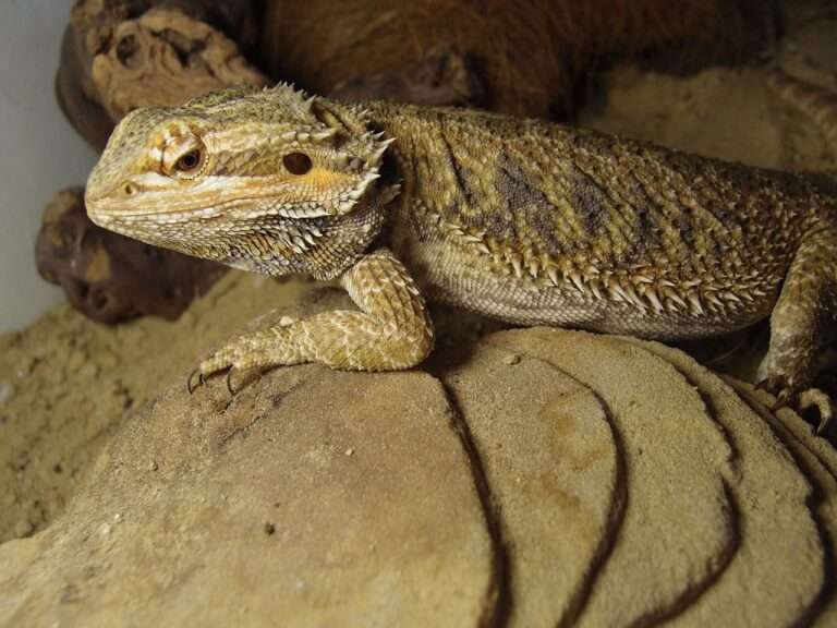 bearded agama, agama, lizard