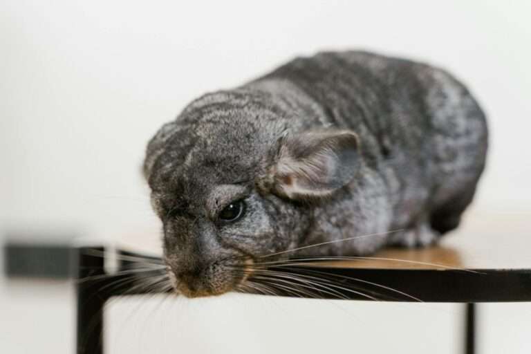 A detailed close-up of a Long-tailed Chinchilla resting on a table, showcasing its grey fur.