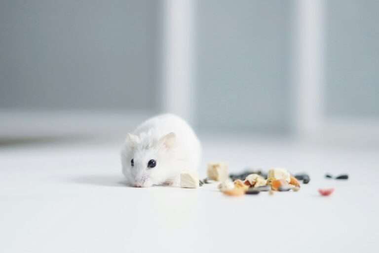 white mouse on white table