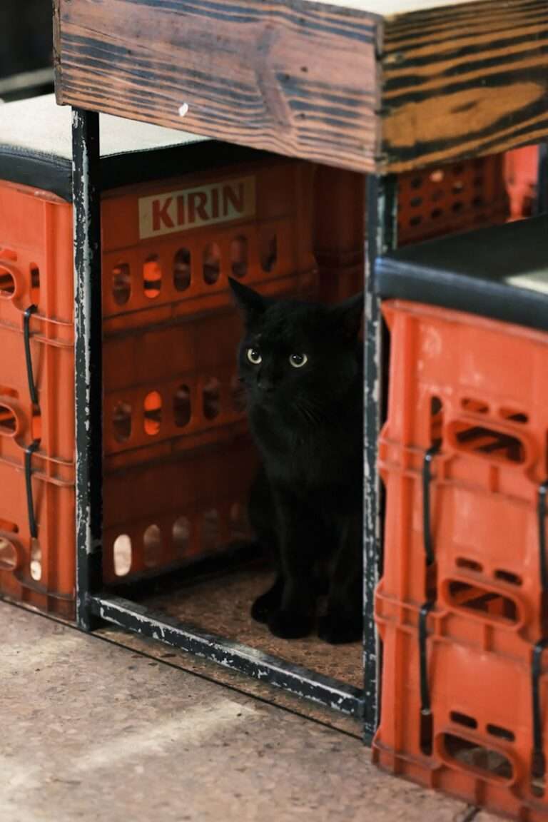 A black cat sitting inside of a wooden crate