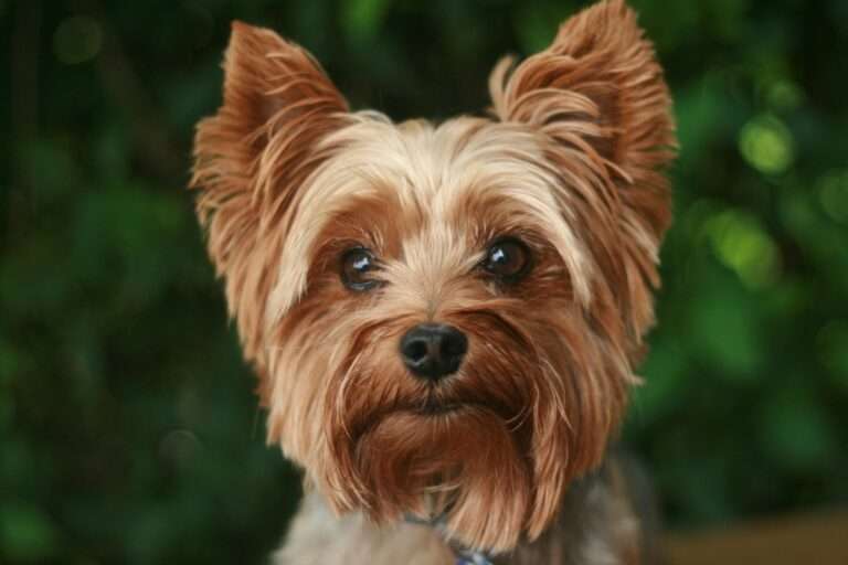 adult tan Yorkshire terrier