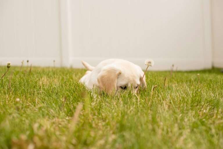 photo of short-coated white puppy lying on green grass during daytime