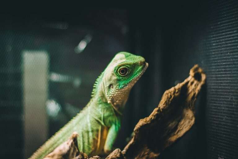 green bearded dragon