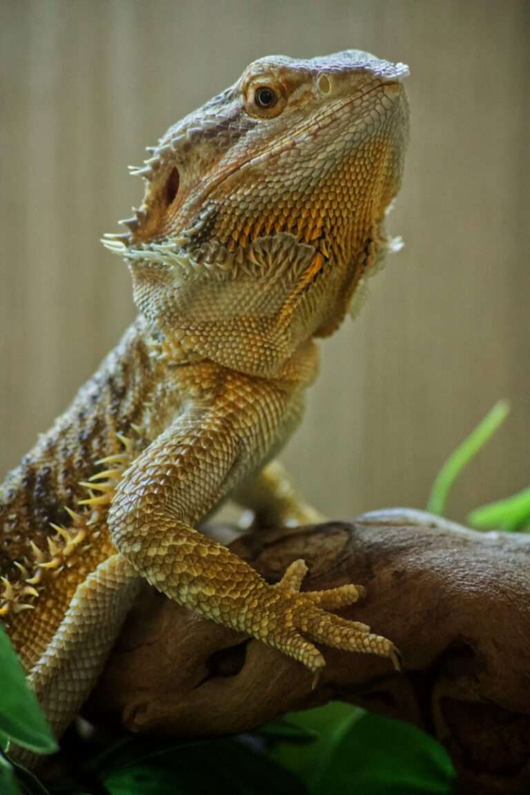 brown bearded dragon on brown tree branch