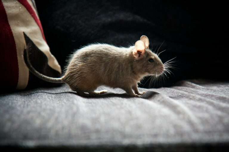 A small rodent sitting on top of a couch next to a pillow
