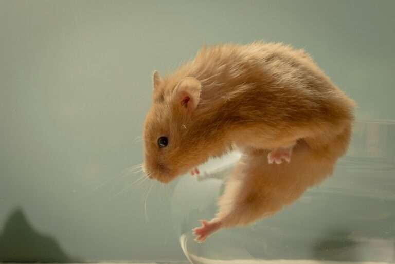 selective focus photography of brown mouse in container