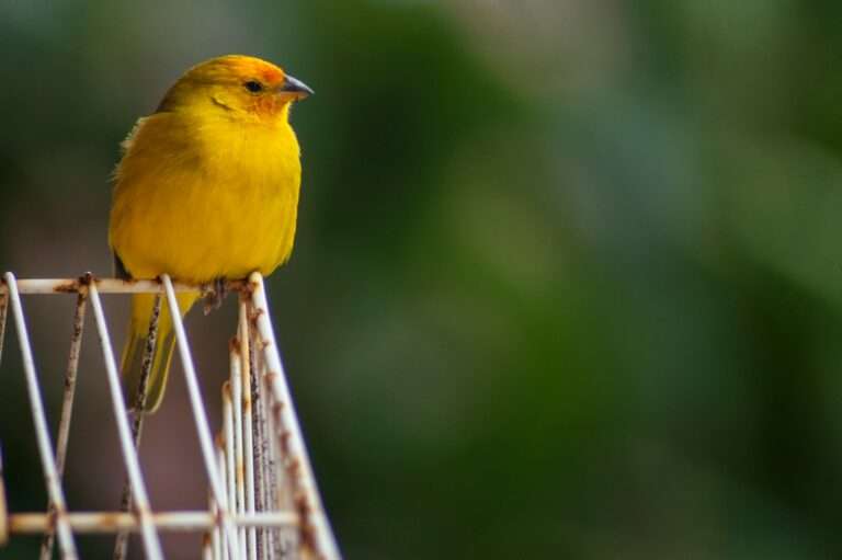 shallow focus photography of yellow bird