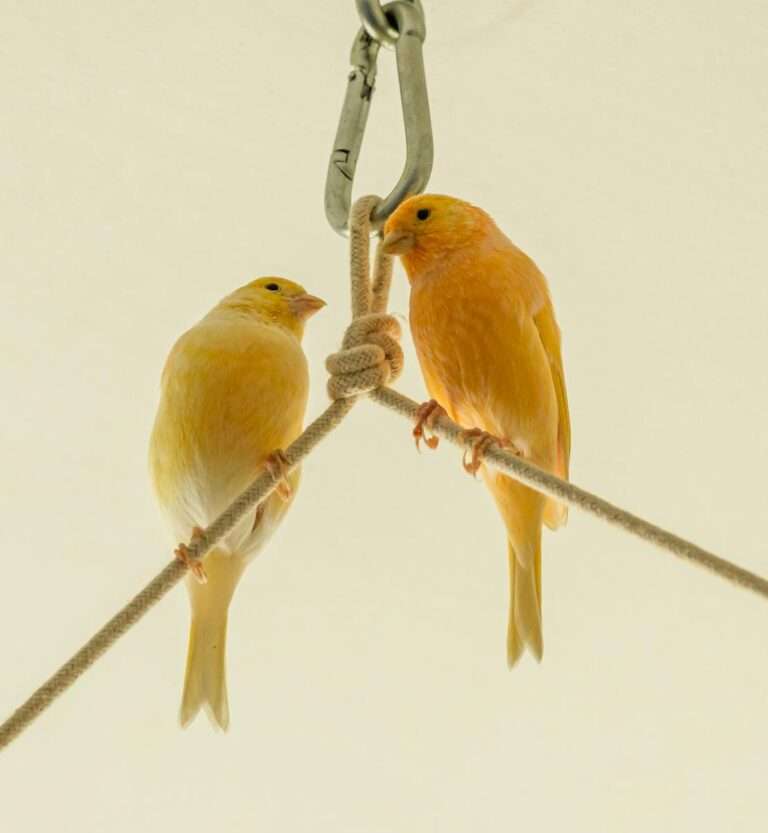 Two canaries perched on a hanging rope, showcasing vibrant yellow hues indoors.