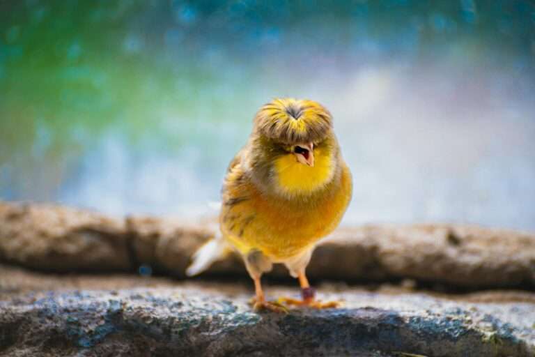 A colorful yellow bird with unique feathers perched on a rock, showcasing vibrant outdoor wildlife.