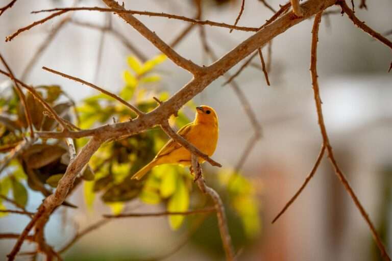 Close-up of a vibrant yellow canary sitting on a tree branch with green foliage behind.