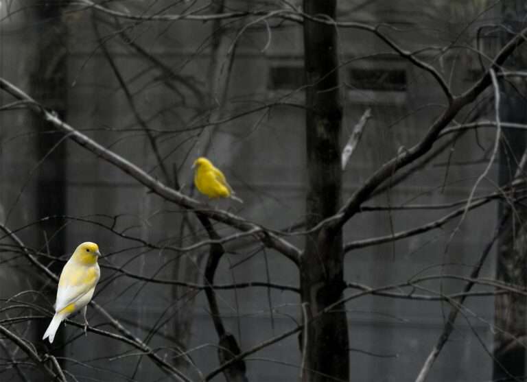 Pair of yellow canaries sitting on bare branches against a muted background in autumn.