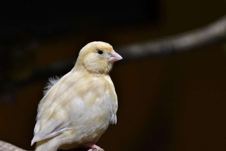canary, songbird, nature, bird, beak, animal, plumage, feathers, wildlife, canary, canary, canary, canary, canary