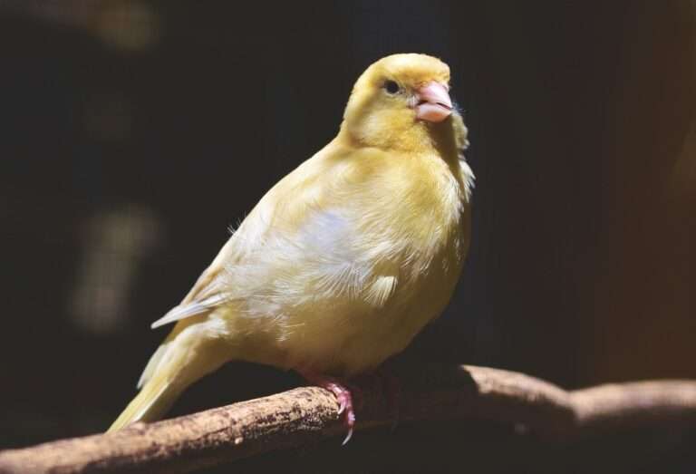 canary, songbird, bird, beak, animal, plumage, feathers, wildlife, canary, canary, canary, canary, nature, canary