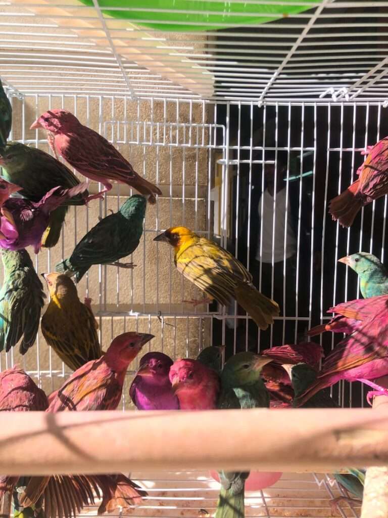 yellow and black bird in cage