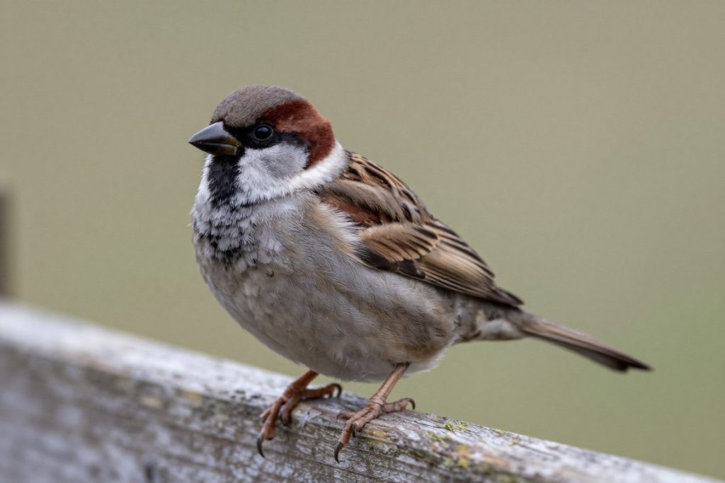Wr&oacute;bel domowy Passer domesticus w naturalnym środowisku