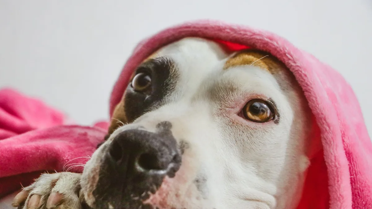 Zdjęcie ilustracyjne: amstaff