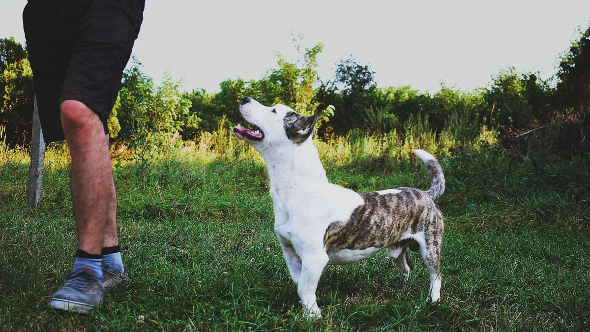 Zdjęcie ilustracyjne: amstaff