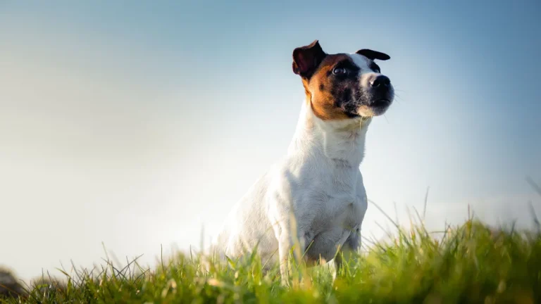 Zdjęcie ilustracyjne: jack russell terrier