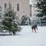 Zdjęcie ilustracyjne: berneński pies pasterski