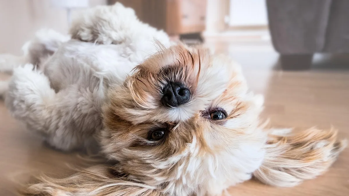 Zdjęcie ilustracyjne: shih tzu