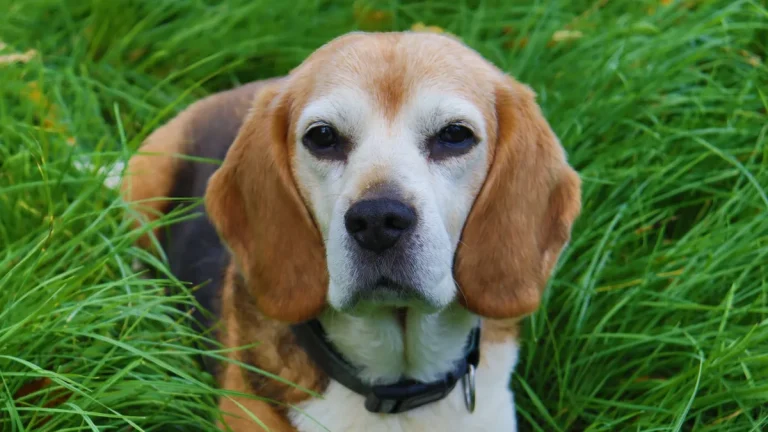 Zdjęcie ilustracyjne: beagle