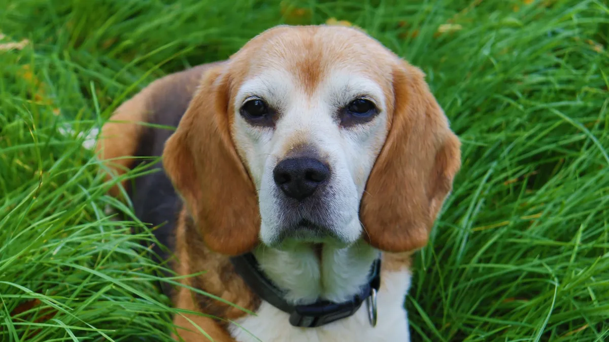 Zdjęcie ilustracyjne: beagle