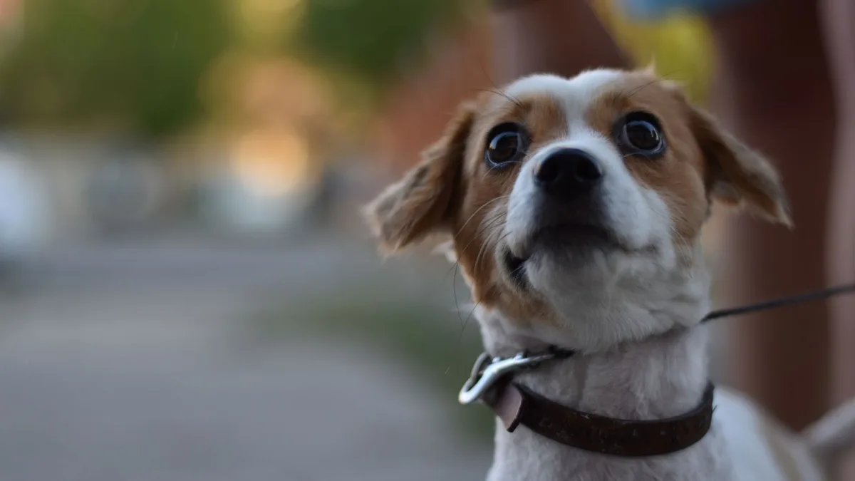 Zdjęcie ilustracyjne: jack russell terrier