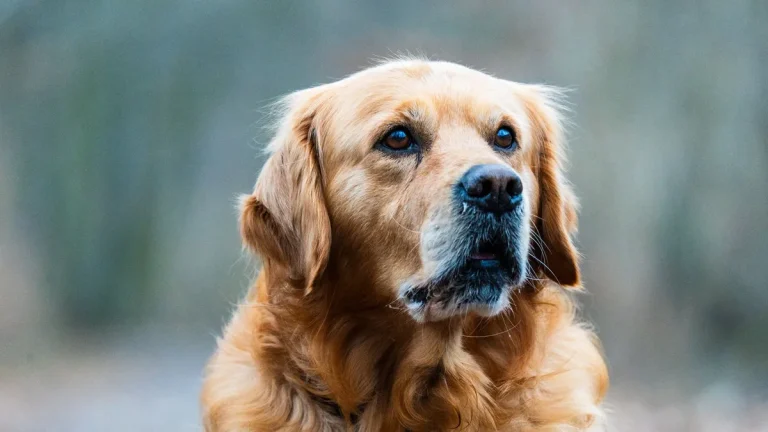 Zdjęcie ilustracyjne: golden retriever