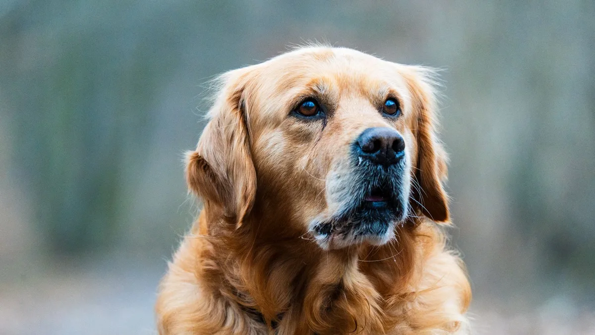 Zdjęcie ilustracyjne: golden retriever